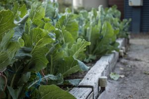 garden bed, foliage, nature, vegetables, growth, home garden, leaf, stalks, planter, crunchy, crisp, organic