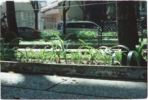 Sunlit urban garden with green plants along a paved sidewalk, city setting.